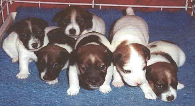 jack_russell_terrier_02_puppies_for_sale.jpg